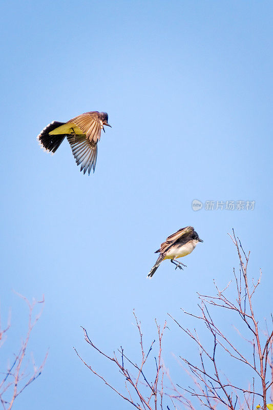 飞行中的东部Kingbird Pair